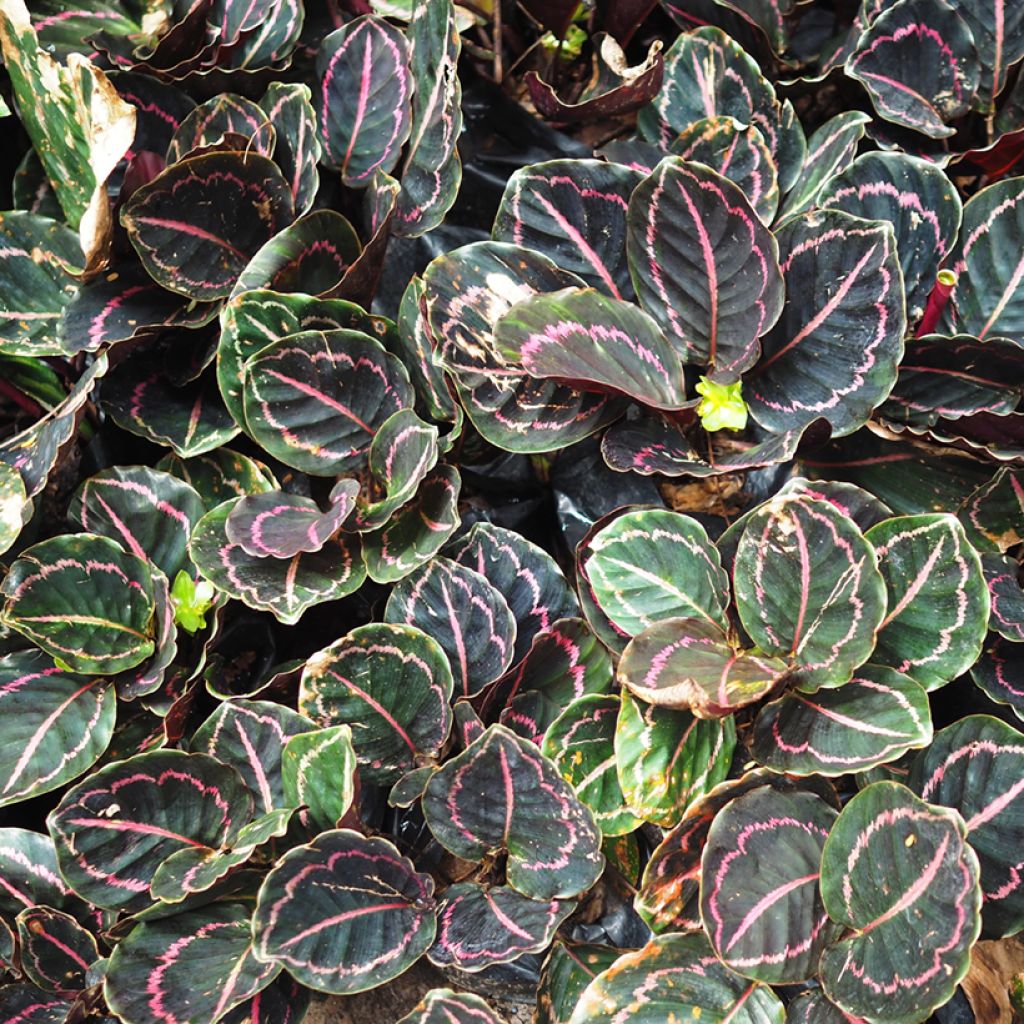 Calathea roseopicta - Pauwenplant