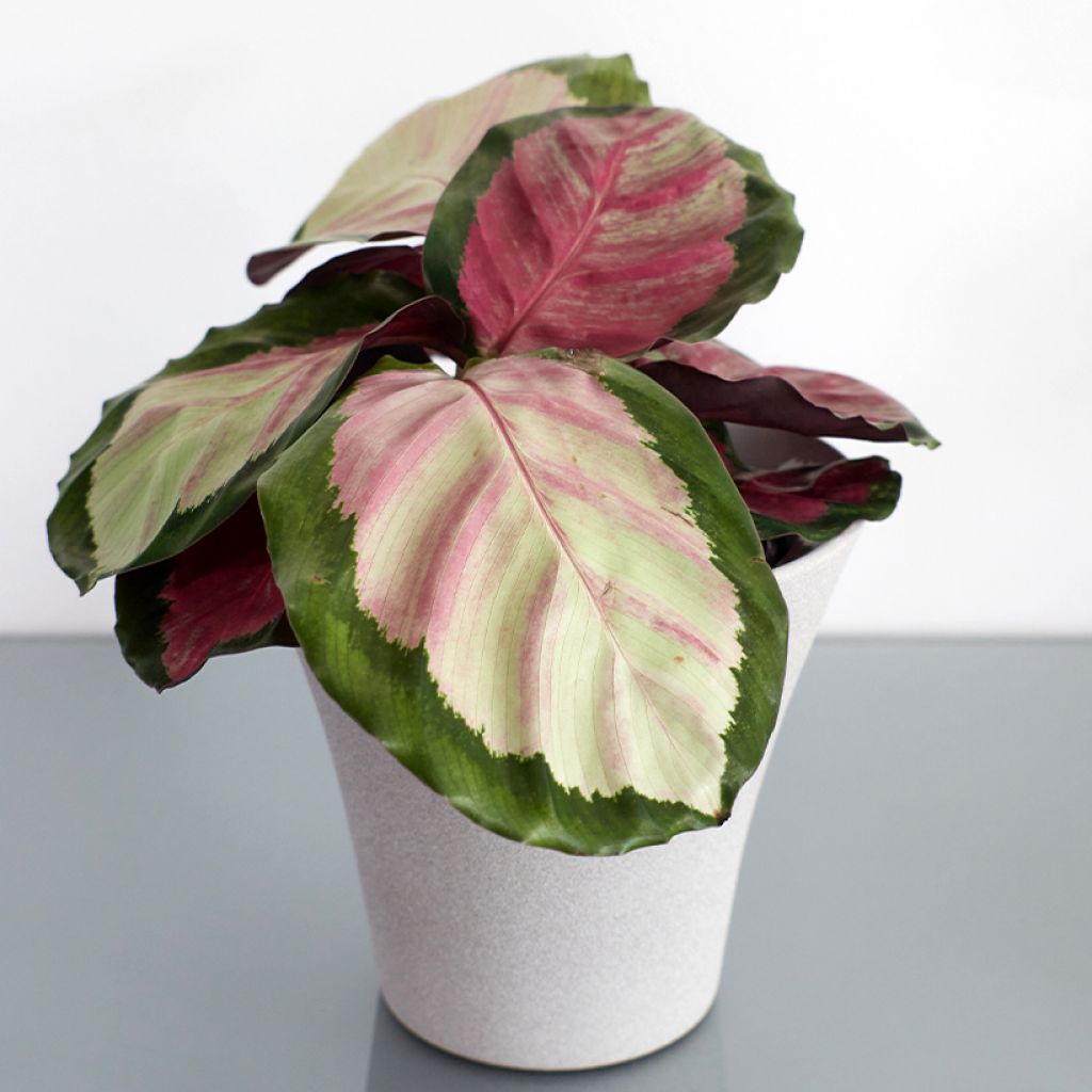 Calathea roseopicta Rosy - Pauwenplant