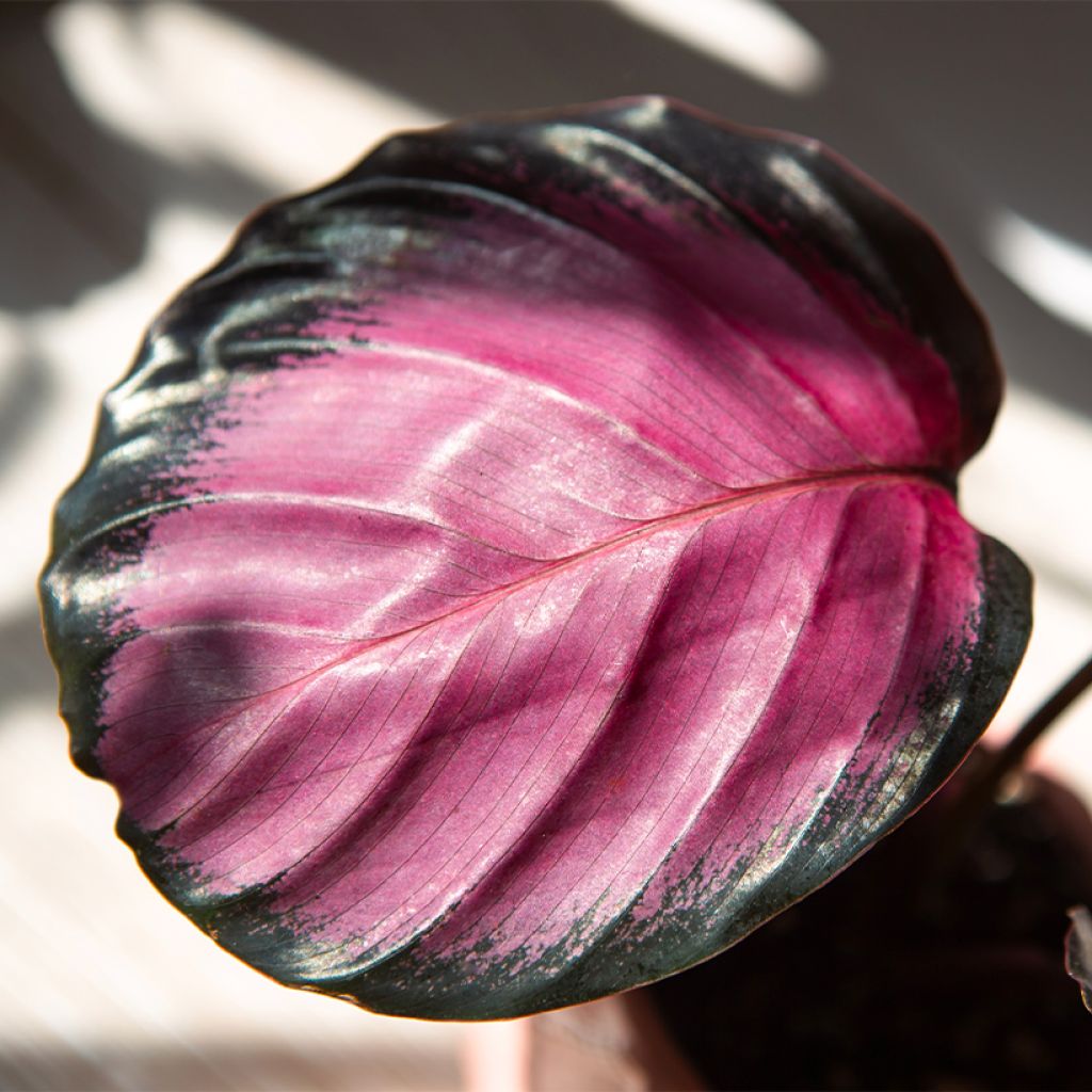 Calathea roseopicta Rosy - Pauwenplant