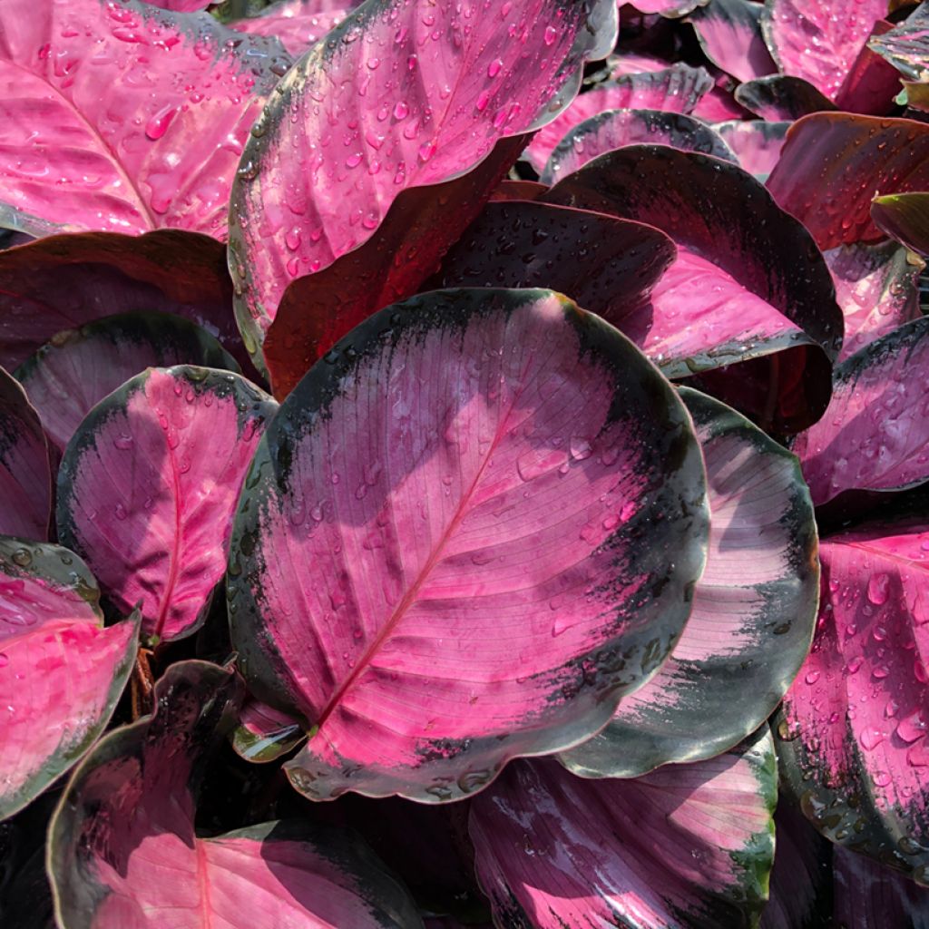 Calathea roseopicta Rosy - Pauwenplant