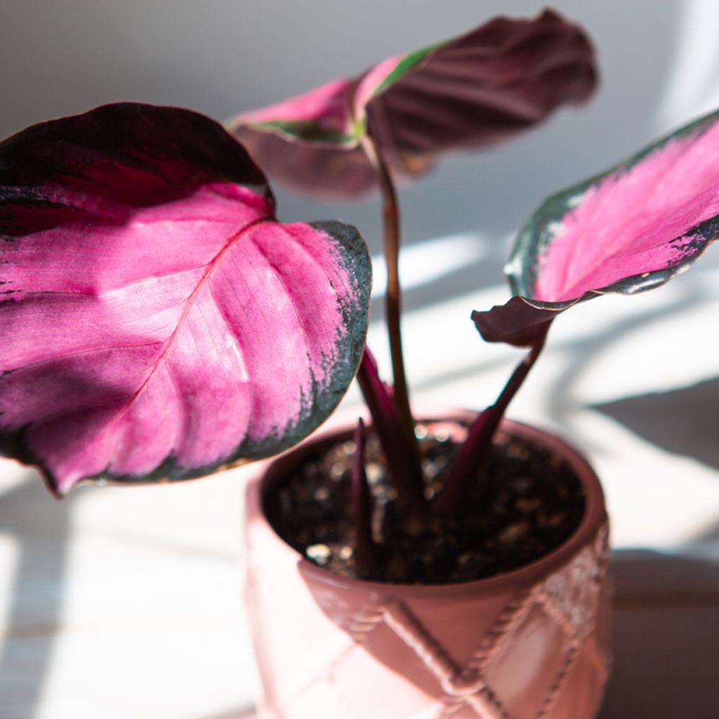 Calathea roseopicta Rosy - Pauwenplant