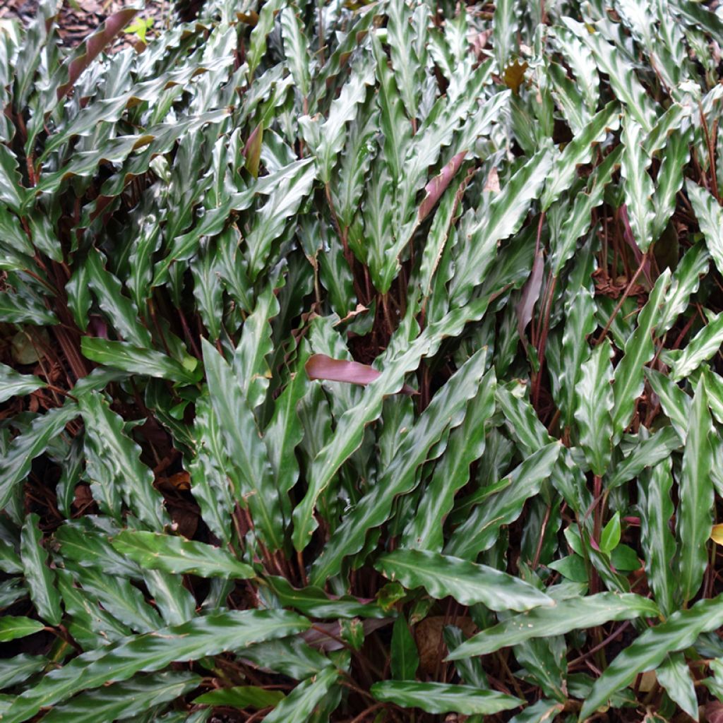 Calathea rufibarba - Fluwelen Calathea