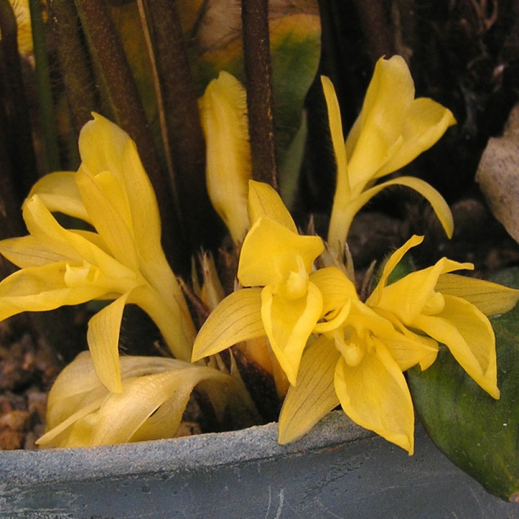 Calathea rufibarba - Fluwelen Calathea