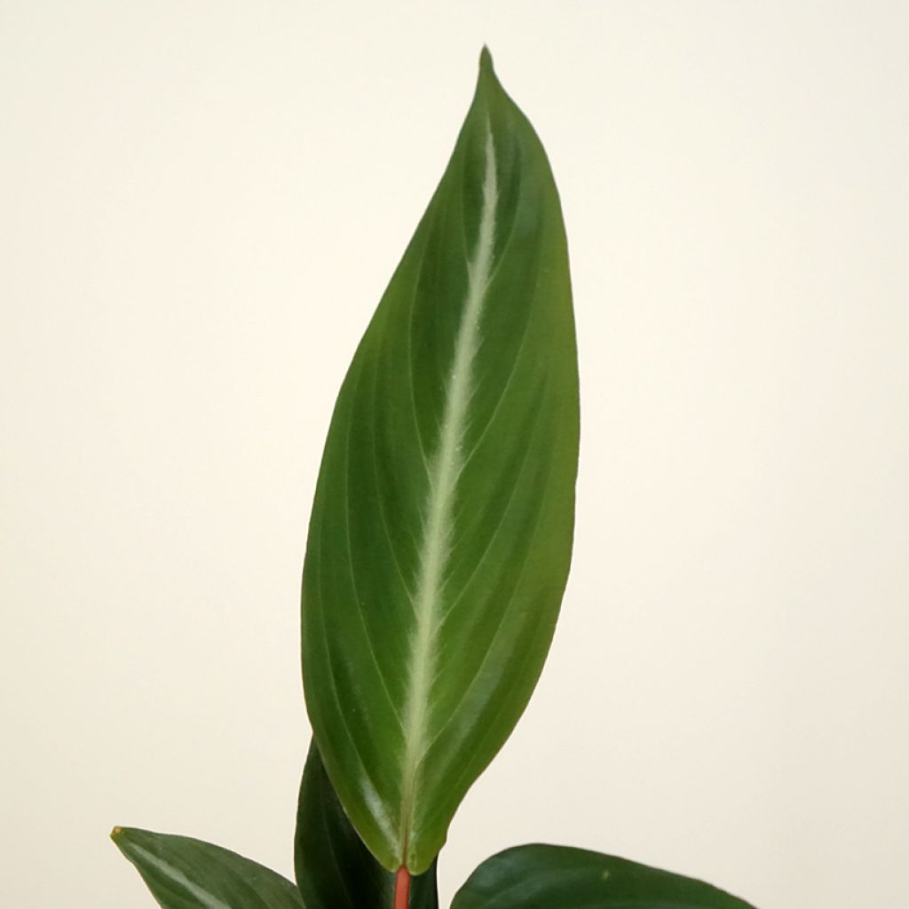 Calathea sanguinea - Pauwenplant