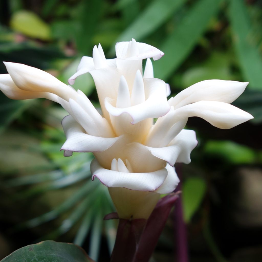 Calathea warscewiczii - Pauwenplant