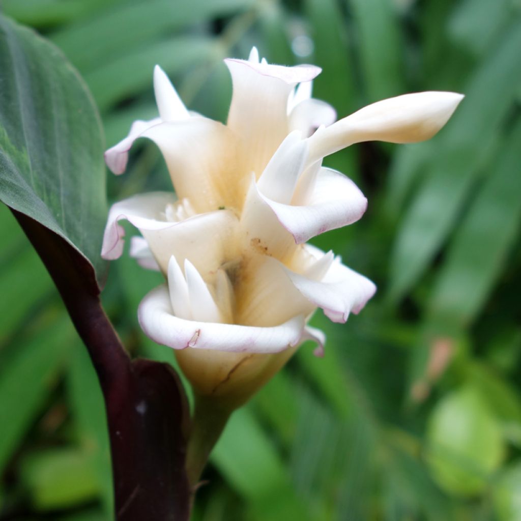 Calathea warscewiczii - Pauwenplant