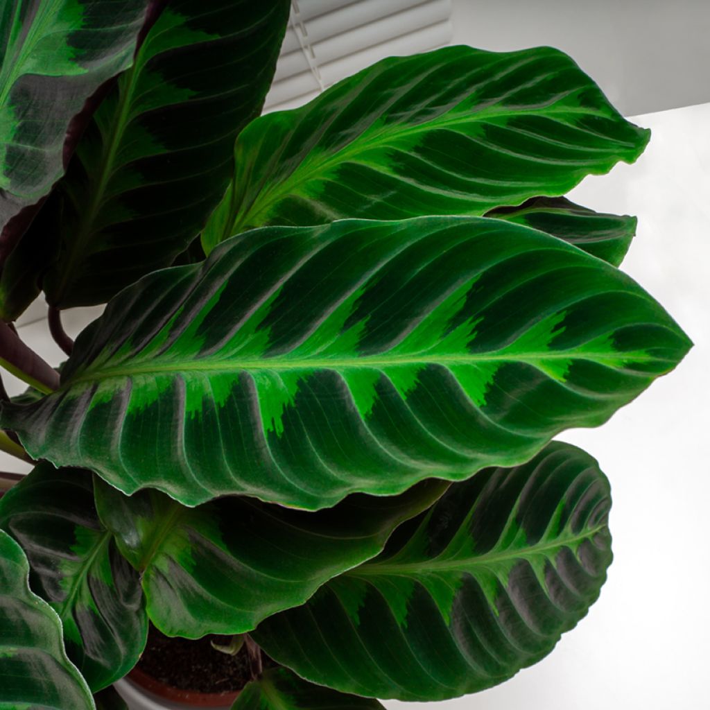 Calathea warscewiczii - Pauwenplant