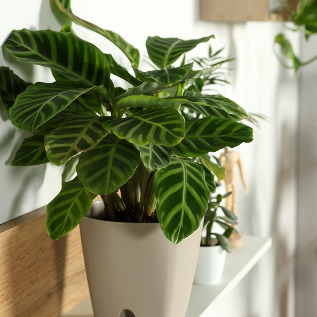 Calathea zebrina - Zebraplant