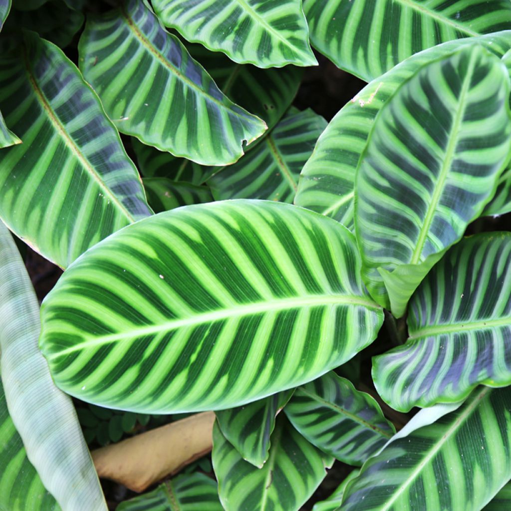Calathea zebrina - Zebraplant