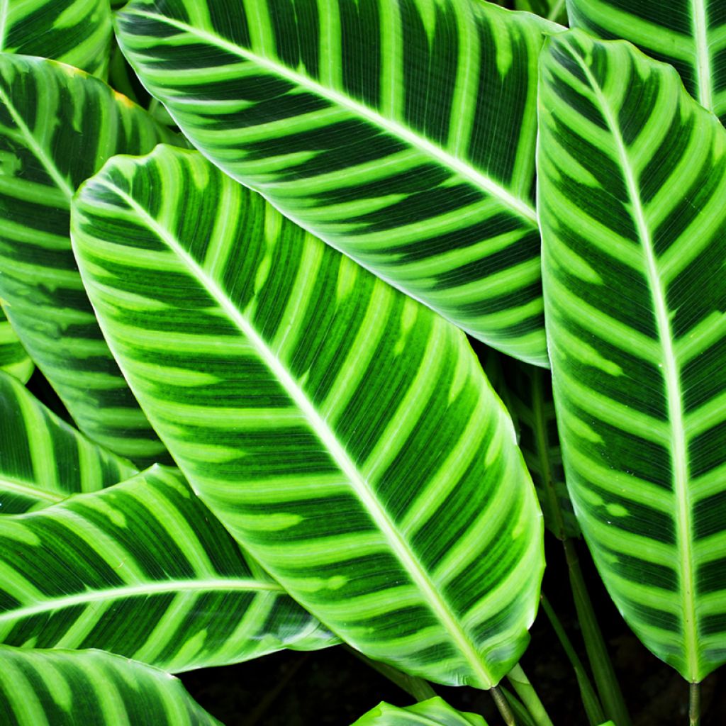 Calathea zebrina - Zebraplant