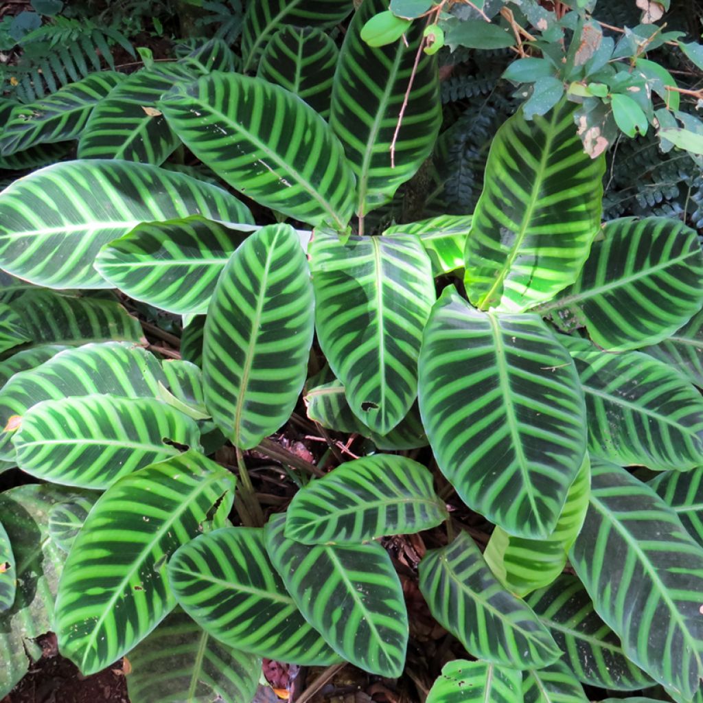 Calathea zebrina - Zebraplant