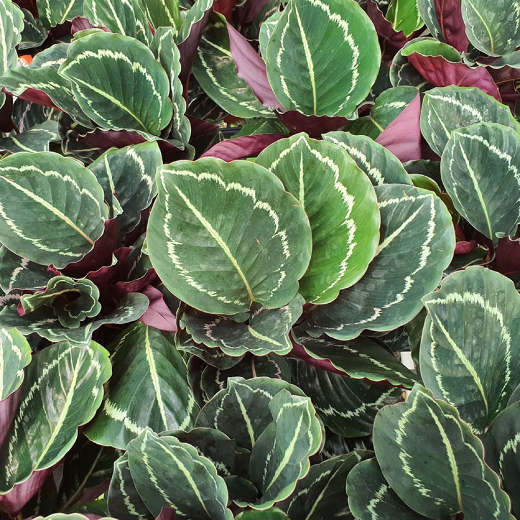 Calathea roseopicta Green - Pauwenplant