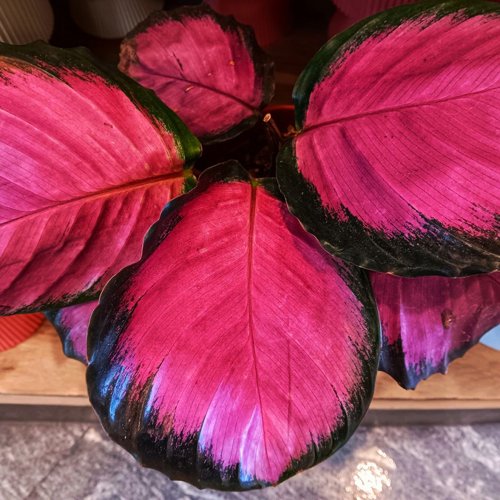 Calathea Purple Rose