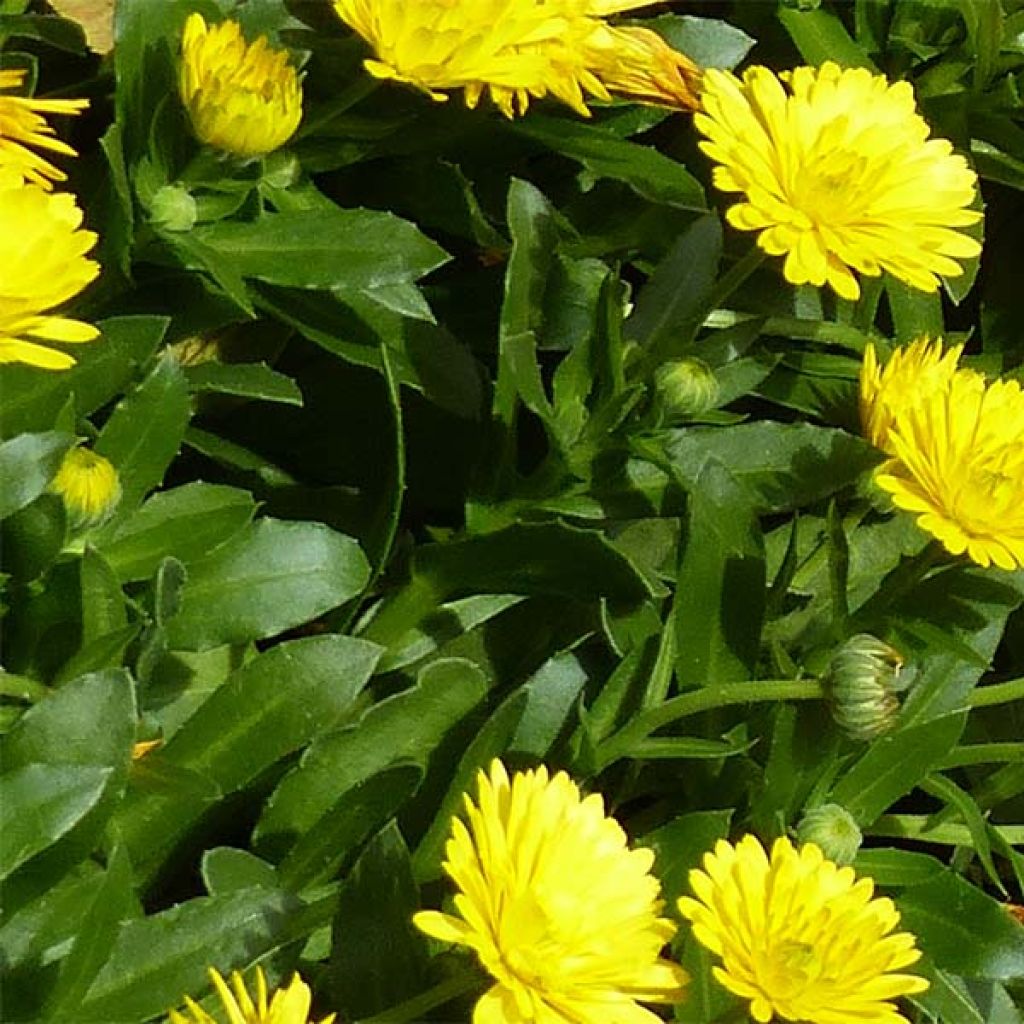 Calendula Powerdaisy Sunny - Goudsbloem