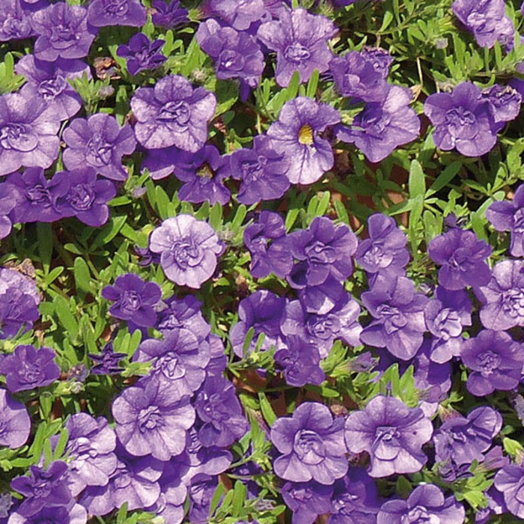Calibrachoa Can-Can Rosies Blue