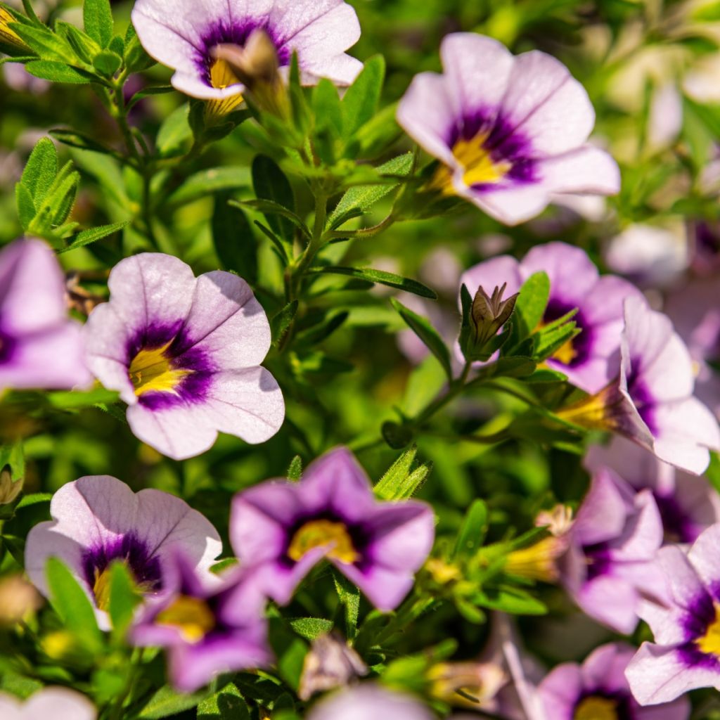 Calibrachoa Eyeconic Purple - Mini petunia