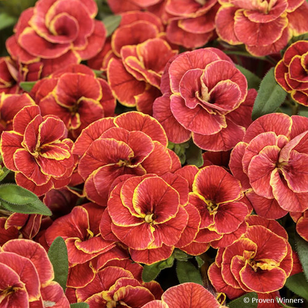 Calibrachoa Superbells Double Redstone - Mini-petunia