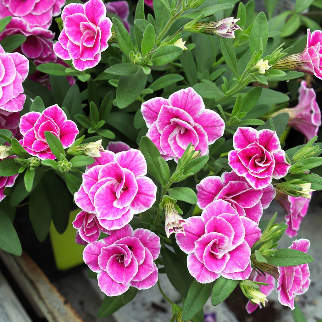 Calibrachoa Superbells Sweet Love - Mini petunia
