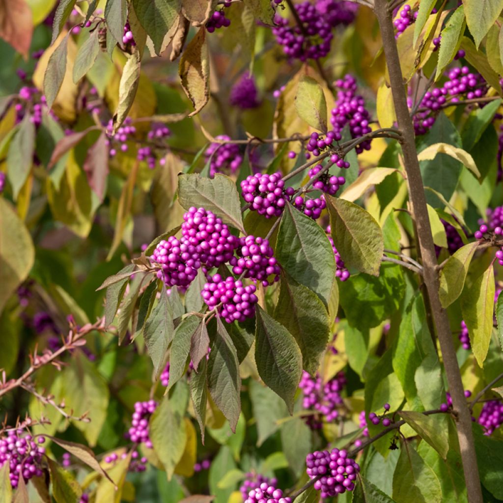 Callicarpa Imperial Pearl - Schoonvrucht