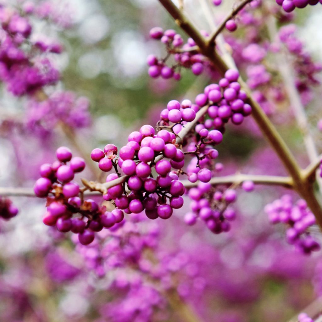 Callicarpa Imperial Pearl - Schoonvrucht