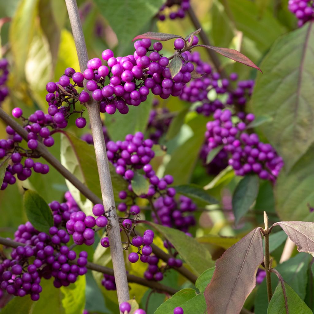 Callicarpa Imperial Pearl - Schoonvrucht