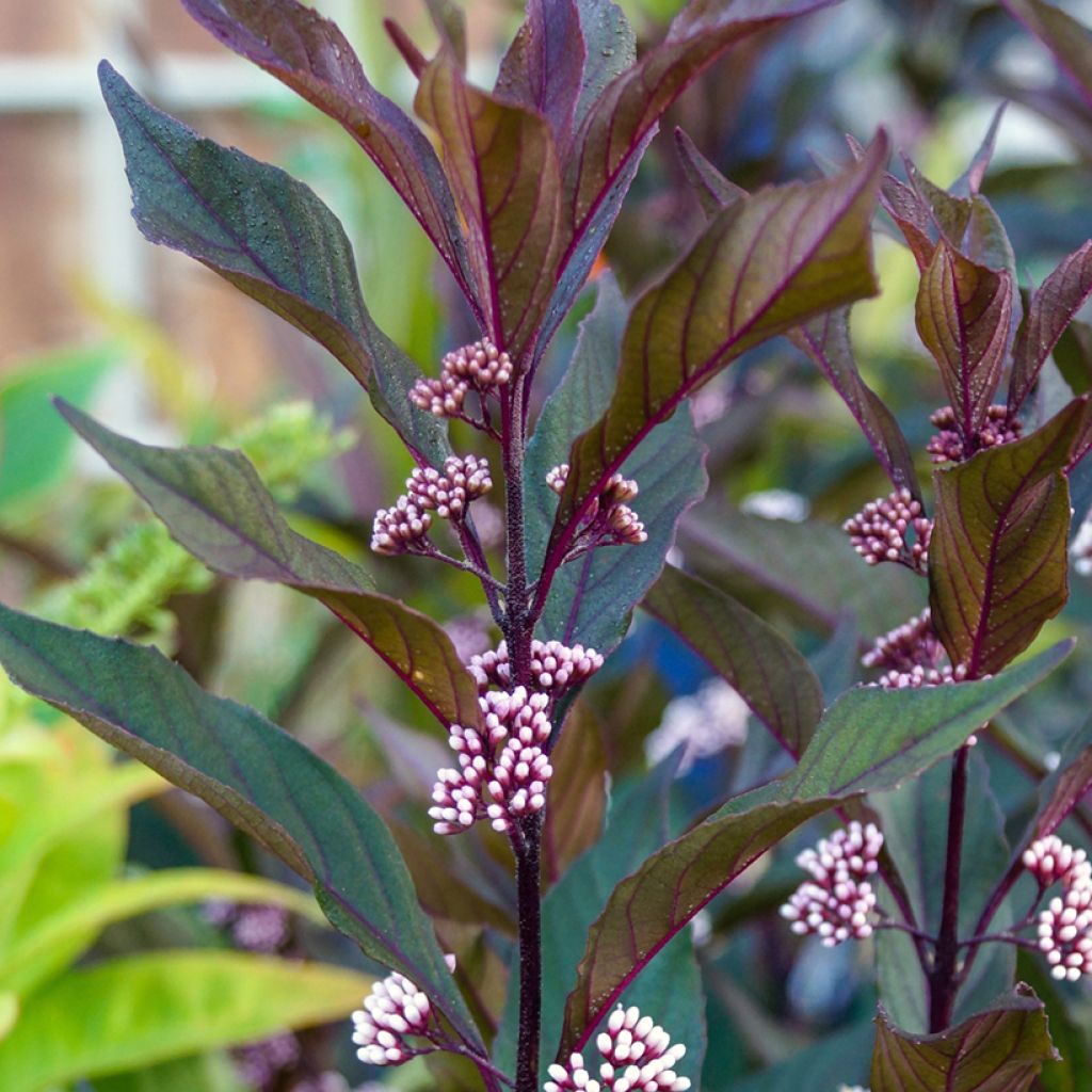 Callicarpa Pearl Glam - Schoonvrucht