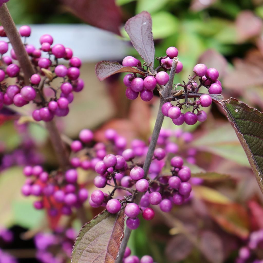 Callicarpa bodinieri var. giraldii Profusion - Schoonvrucht