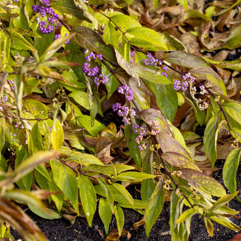 Callicarpa dichotoma Issai - Schoonvrucht