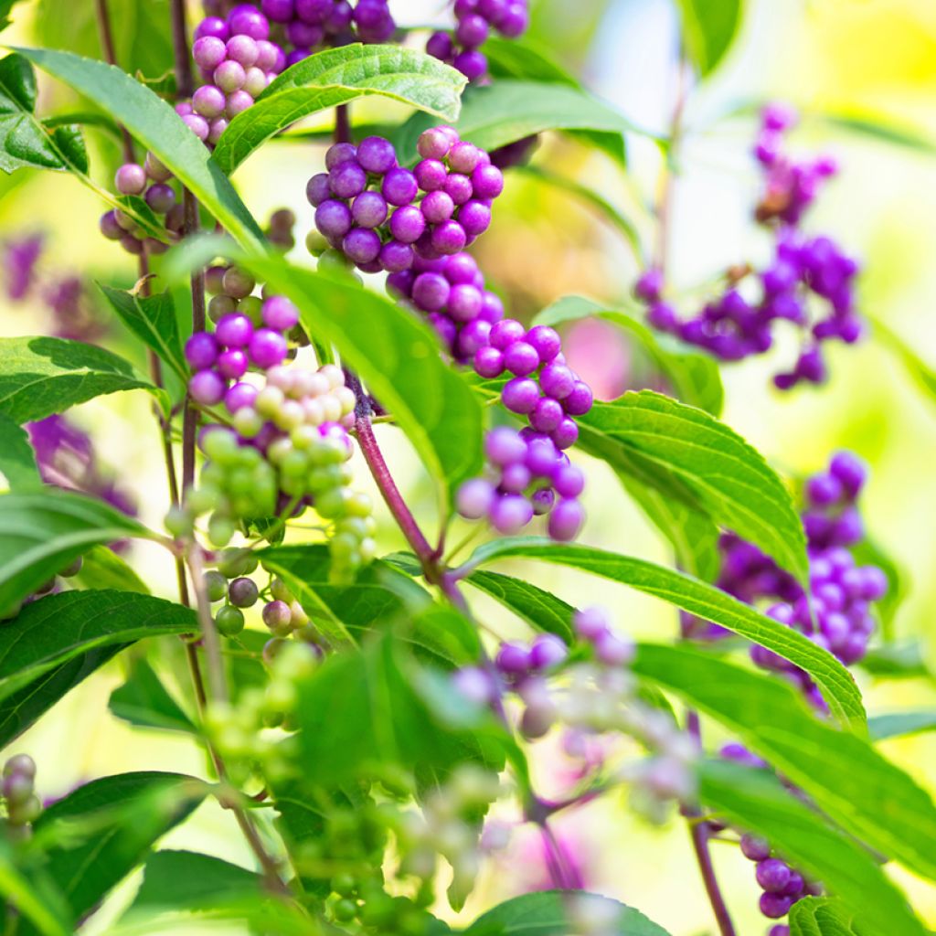 Callicarpa japonica - Schoonvrucht