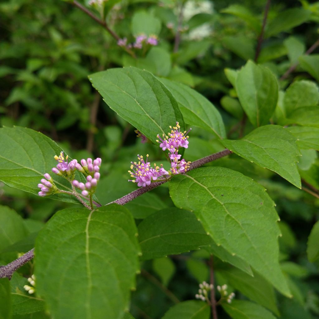 Callicarpa japonica - Schoonvrucht
