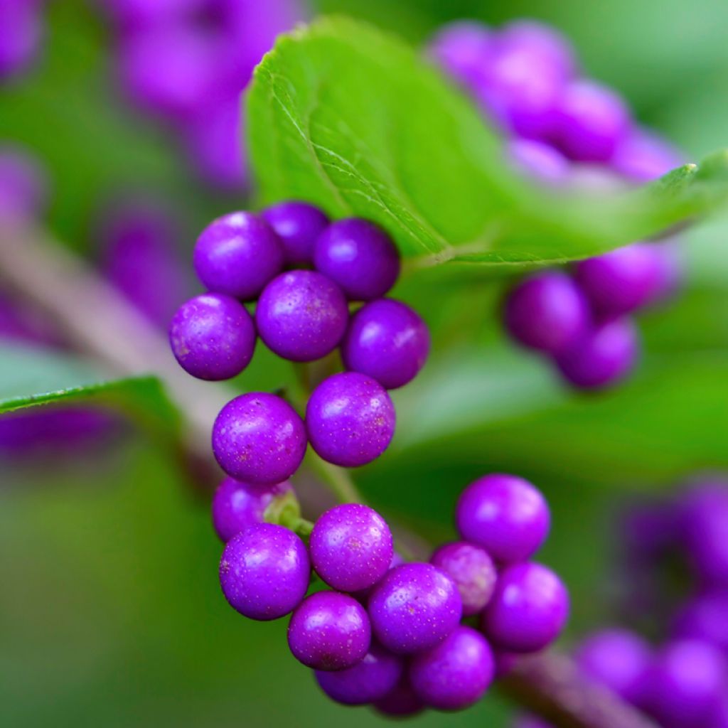 Callicarpa japonica - Schoonvrucht
