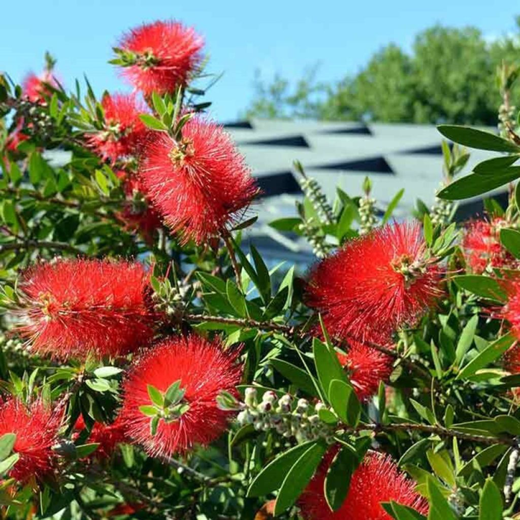 Callistemon Inferno - Rince bouteille