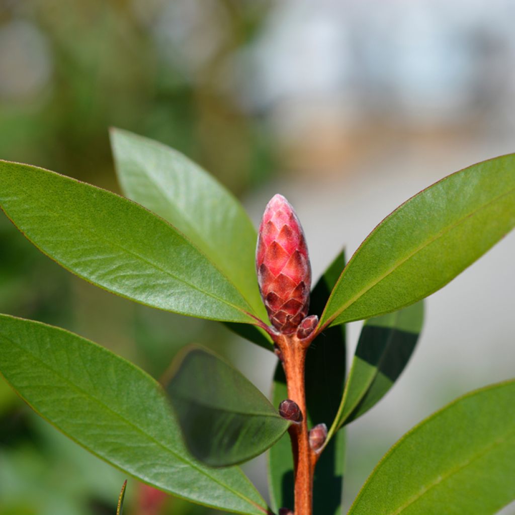 Callistemon Inferno - Lampenpoetser