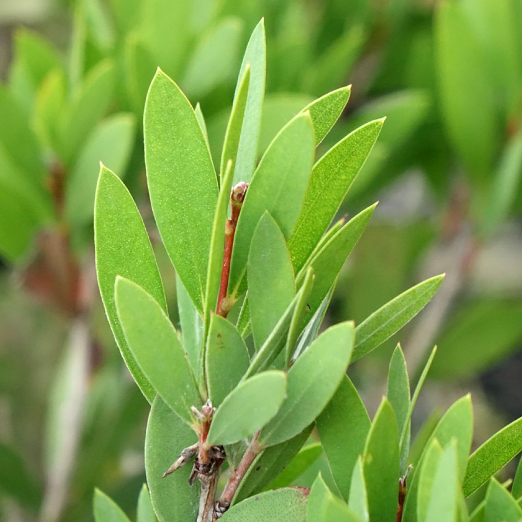 Callistemon Inferno - Lampenpoetser