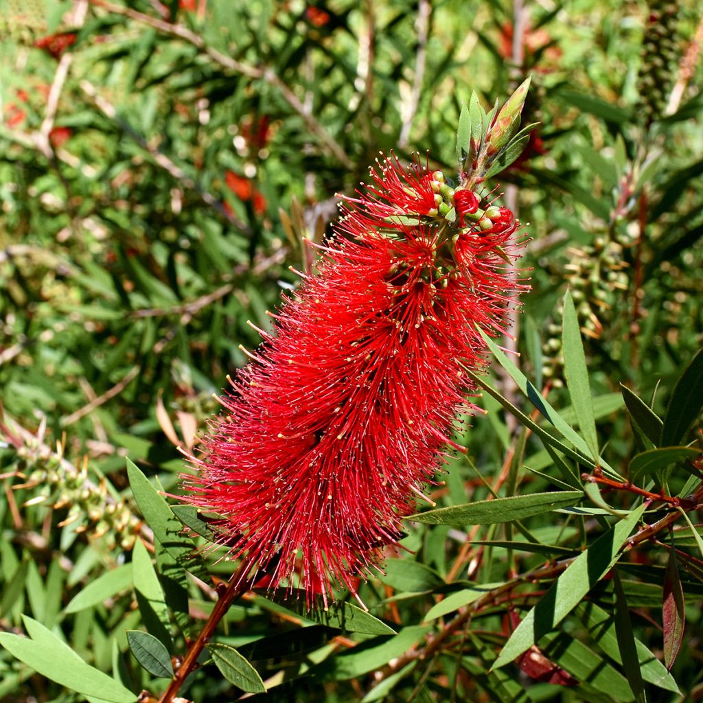 Callistemon Woodlanders Hardy - Lampenpoetser