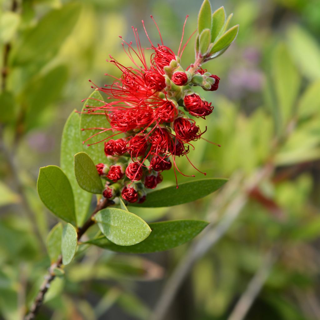 Callistemon citrinus Splendens - Lampenpoetser