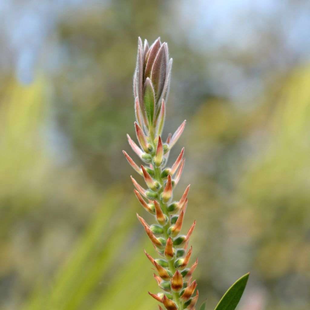 Callistemon citrinus Splendens - Lampenpoetser