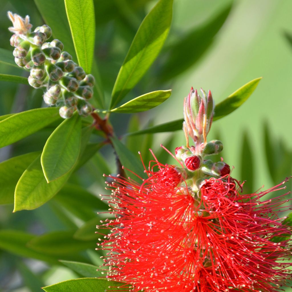 Callistemon citrinus Splendens - Lampenpoetser
