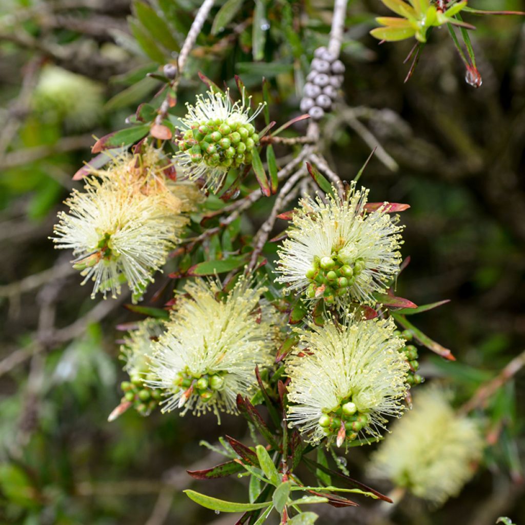 Callistemon pityoides Widdicomb Gem - Lampenpoetser
