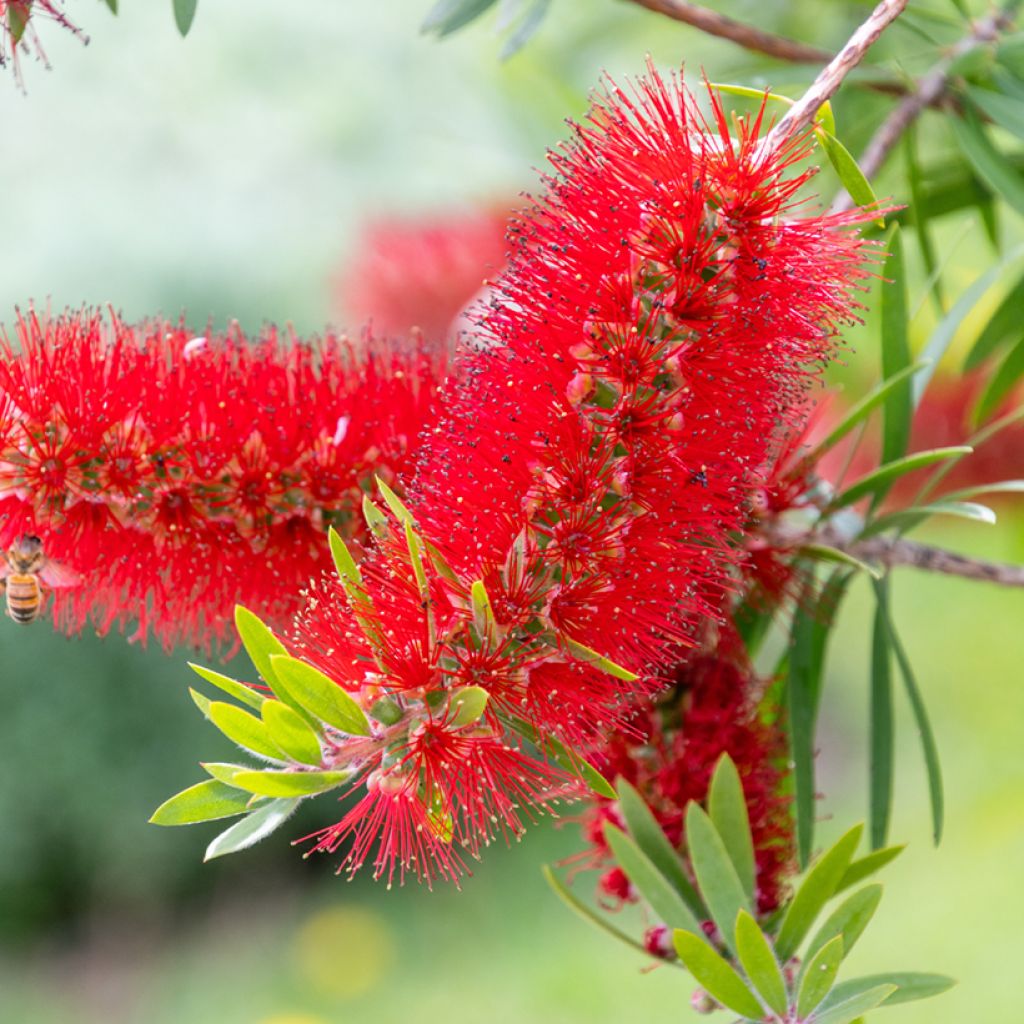 Callistemon rigidus - Lampenpoetser