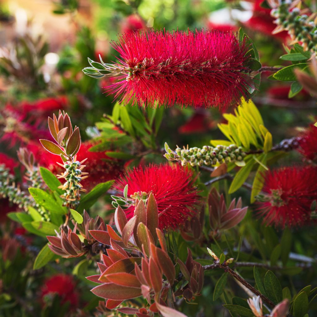 Callistemon rigidus - Lampenpoetser