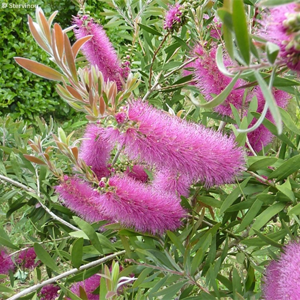 Callistemon salignus Perth Pink - Rince bouteille