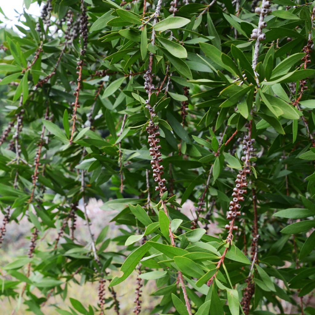 Callistemon salignus Perth Pink - Lampenpoetser