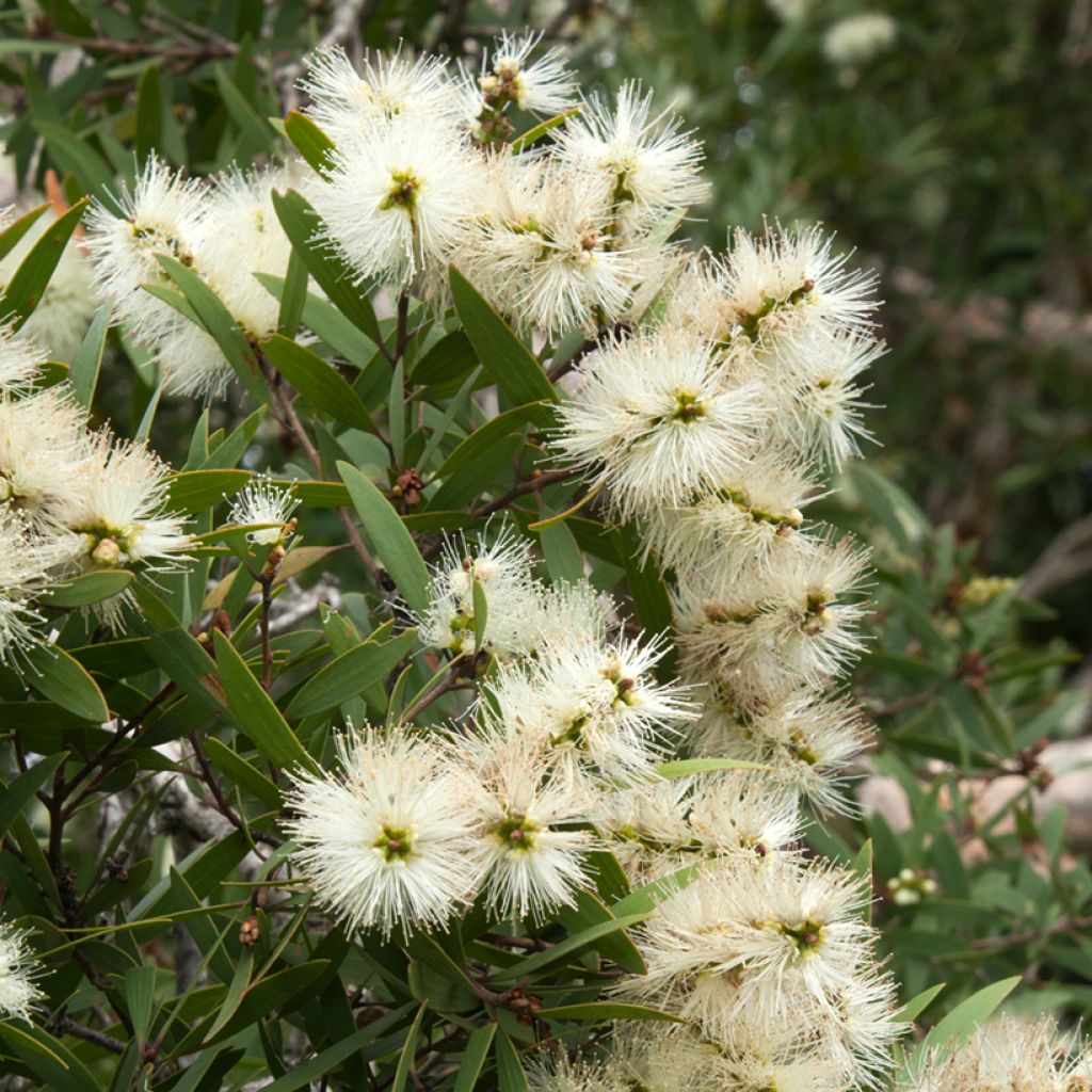 Callistemon salignus White - Lampenpoetser wit