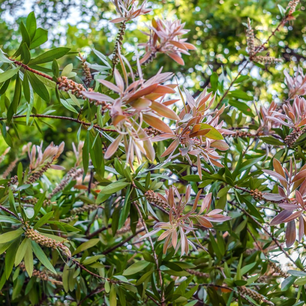 Callistemon salignus White - Lampenpoetser wit