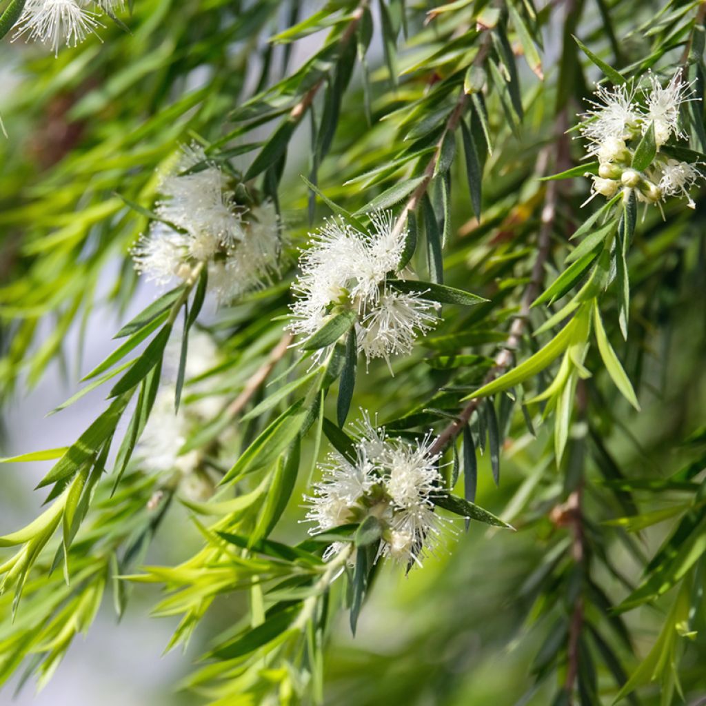 Callistemon salignus White - Lampenpoetser wit