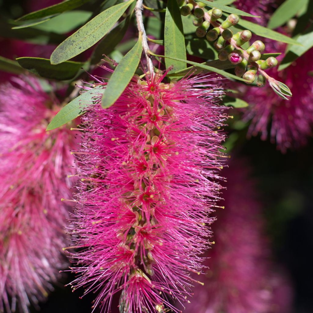 Callistemon viminalis Bright Pink - Lampenpoetser