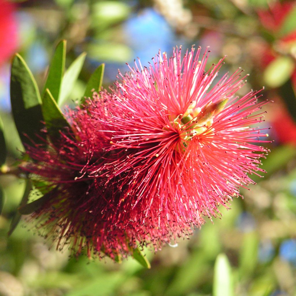 Callistemon viminalis Captain Cook - Lampenpoetser