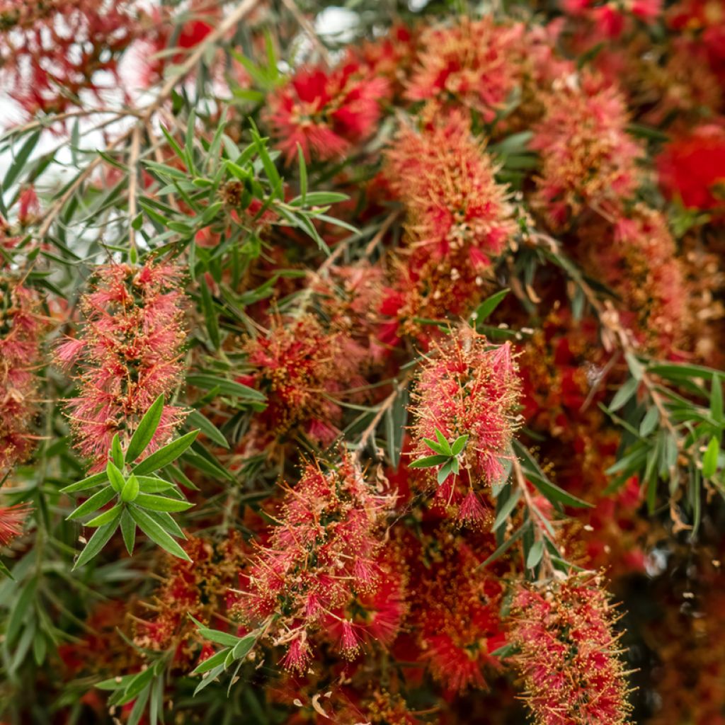 Callistemon viminalis Captain Cook - Lampenpoetser