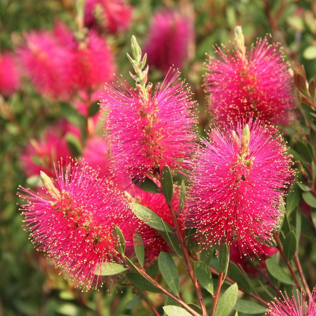 Callistemon viminalis Hot Pink - Lampenpoetser